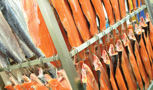 Our salmon cured and ready for the smoke house at our Belfast house.