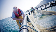 Jimmy pulling in the catch from the crystal clear waters of Glenarm